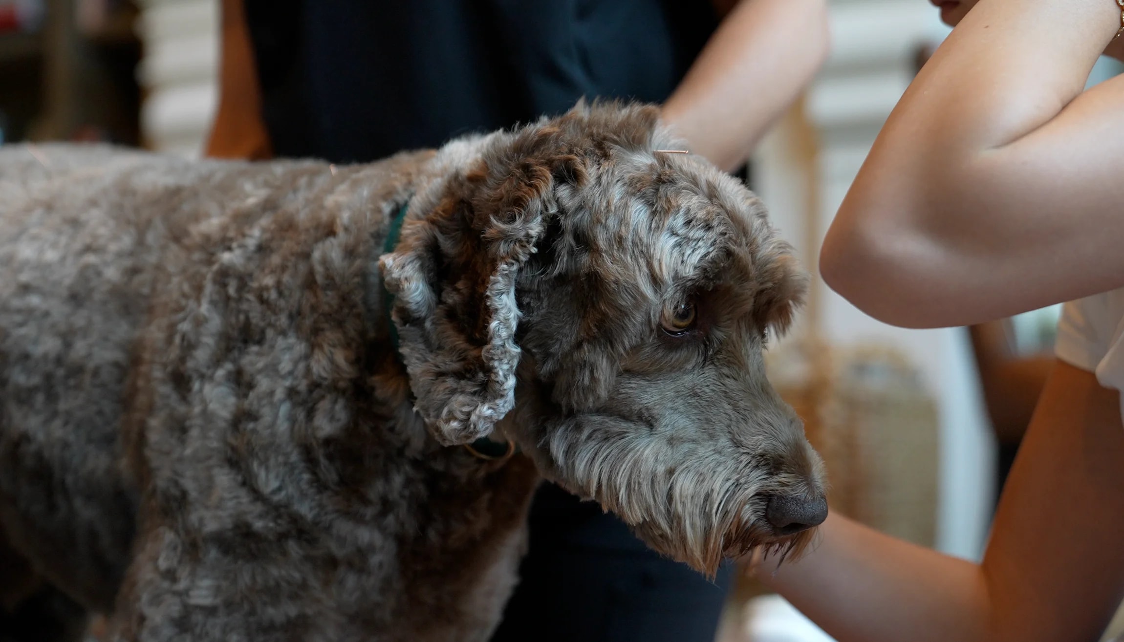 Two people examining and grooming a shaggy gray dog, gently checking its ear