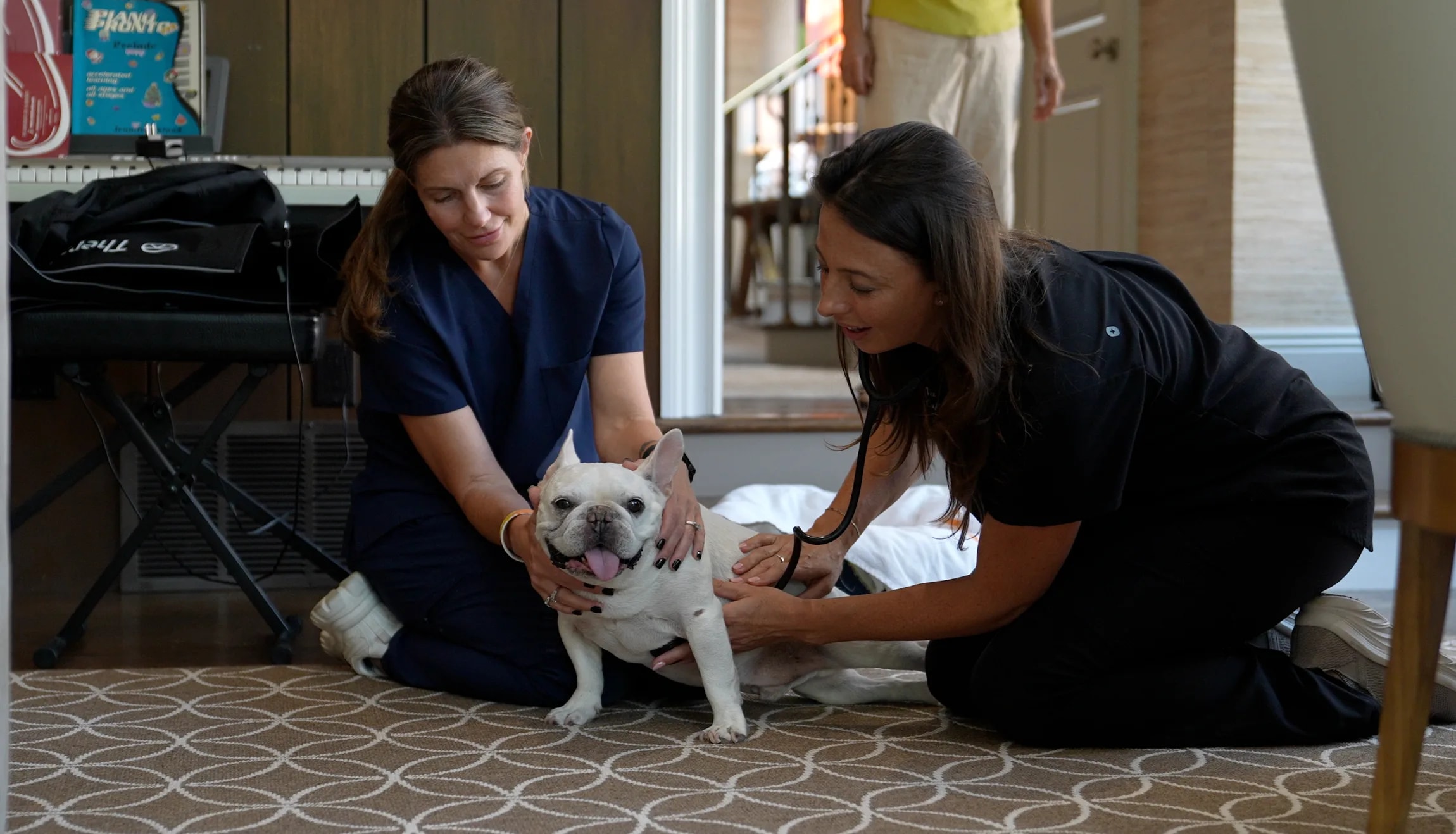 Two veterinary professionals gently examining a French bulldog with a stethoscope in a home setting