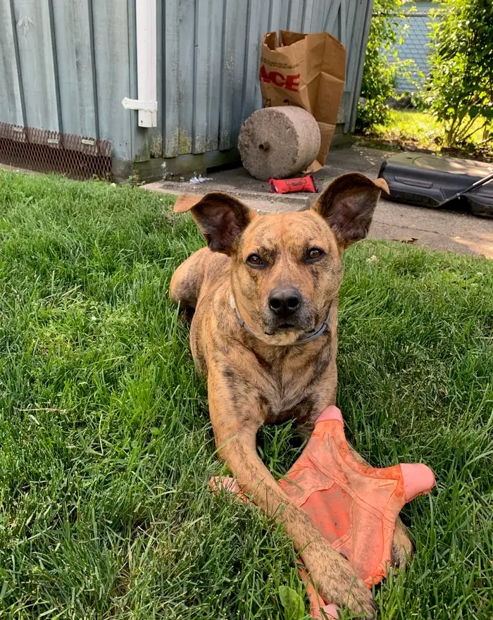 A dog resting in the grass