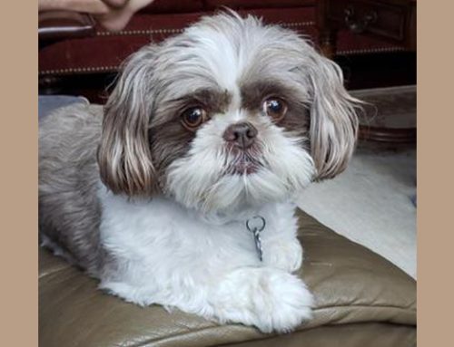 Buddy
