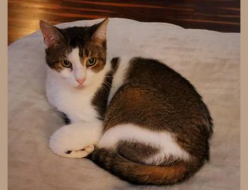 Patches aka CloePatches