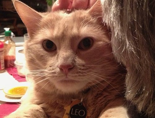 Leo